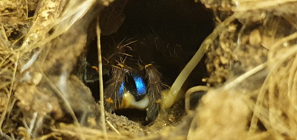 E. cyanognathus juvenile enjoying worm