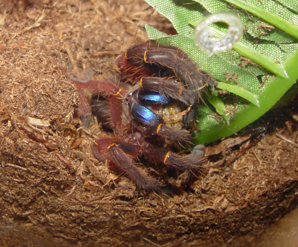 E. Cyanognathus