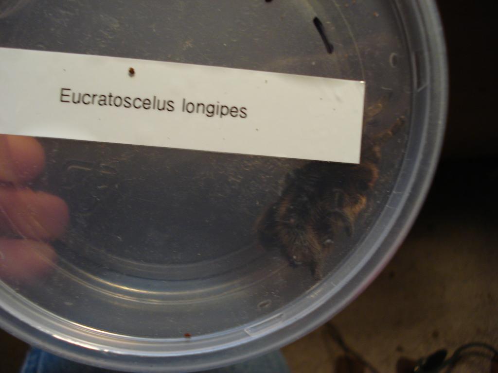 E. longipes?