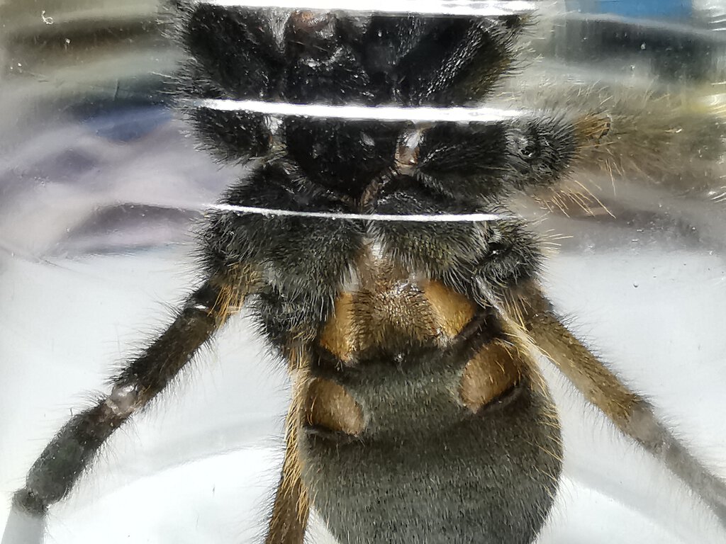 E. Murinus 1, suspect male