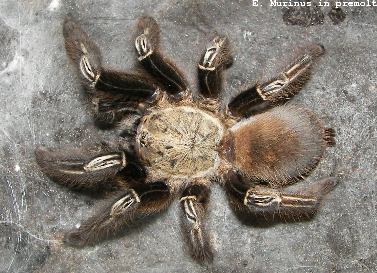 E. Murinus Female In Premolt