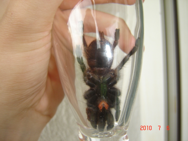 E.murinus - Female Or Male?