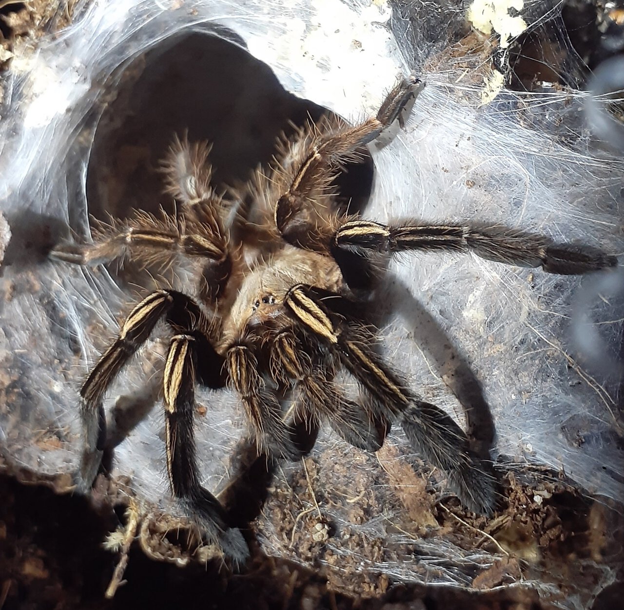 E. murinus - Jade - Subadult male