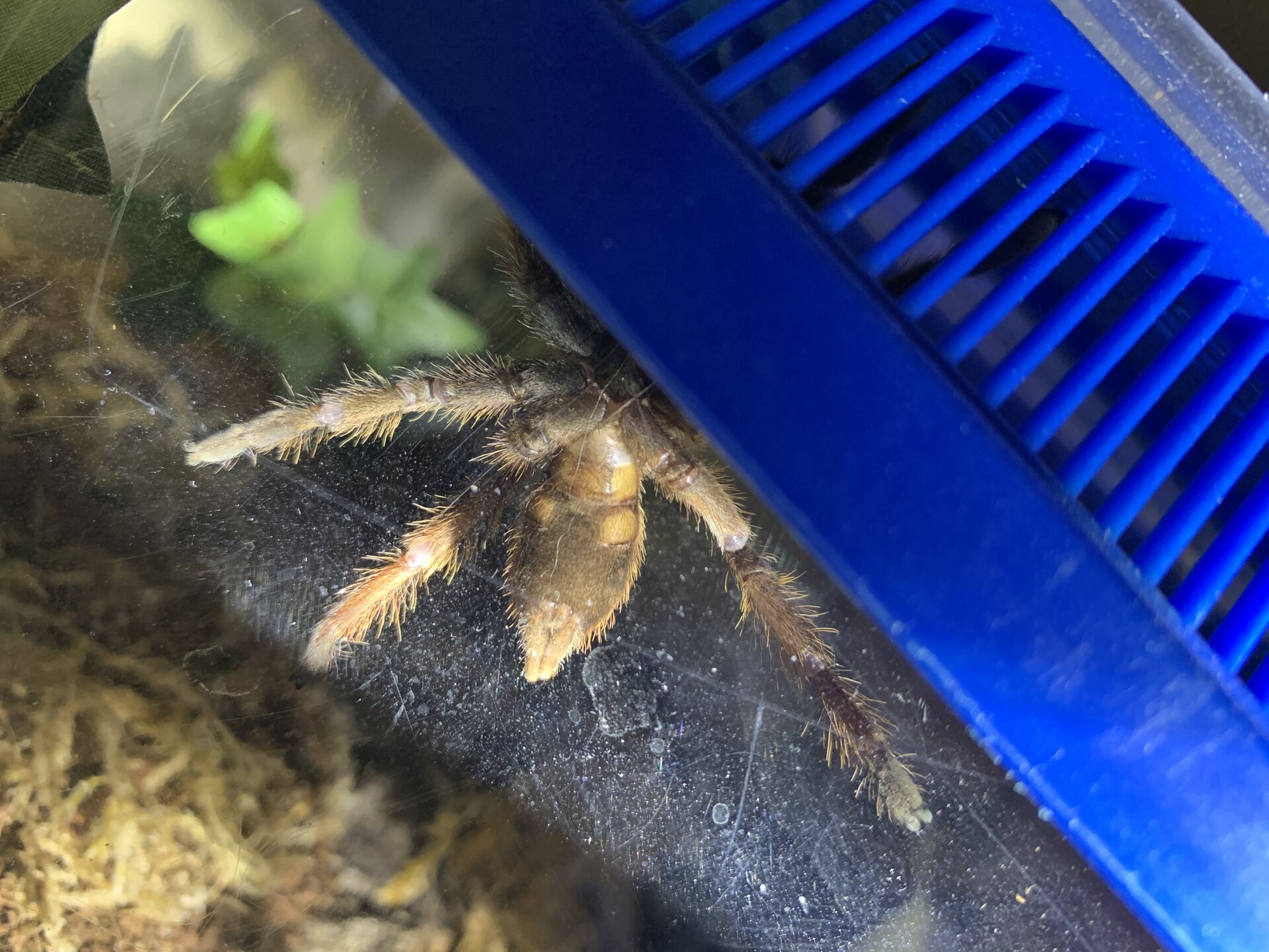 E. Murinus male or female?