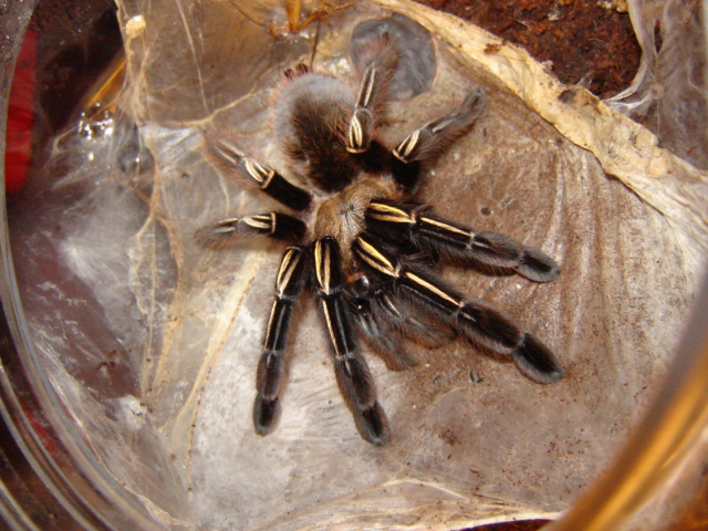 E. Murinus