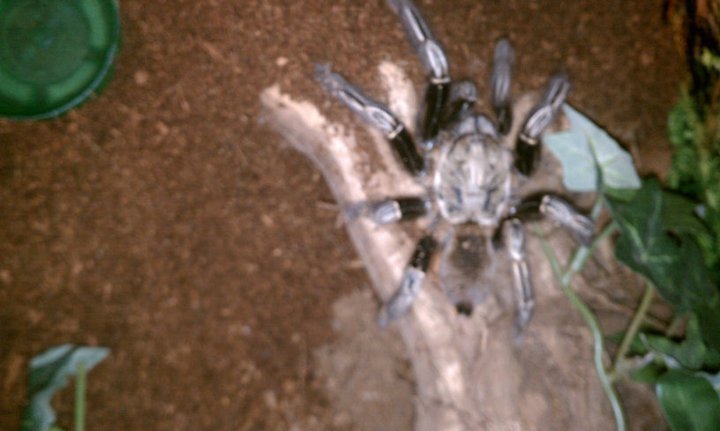 E.Murinus