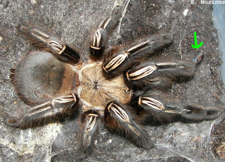 E. Murinus