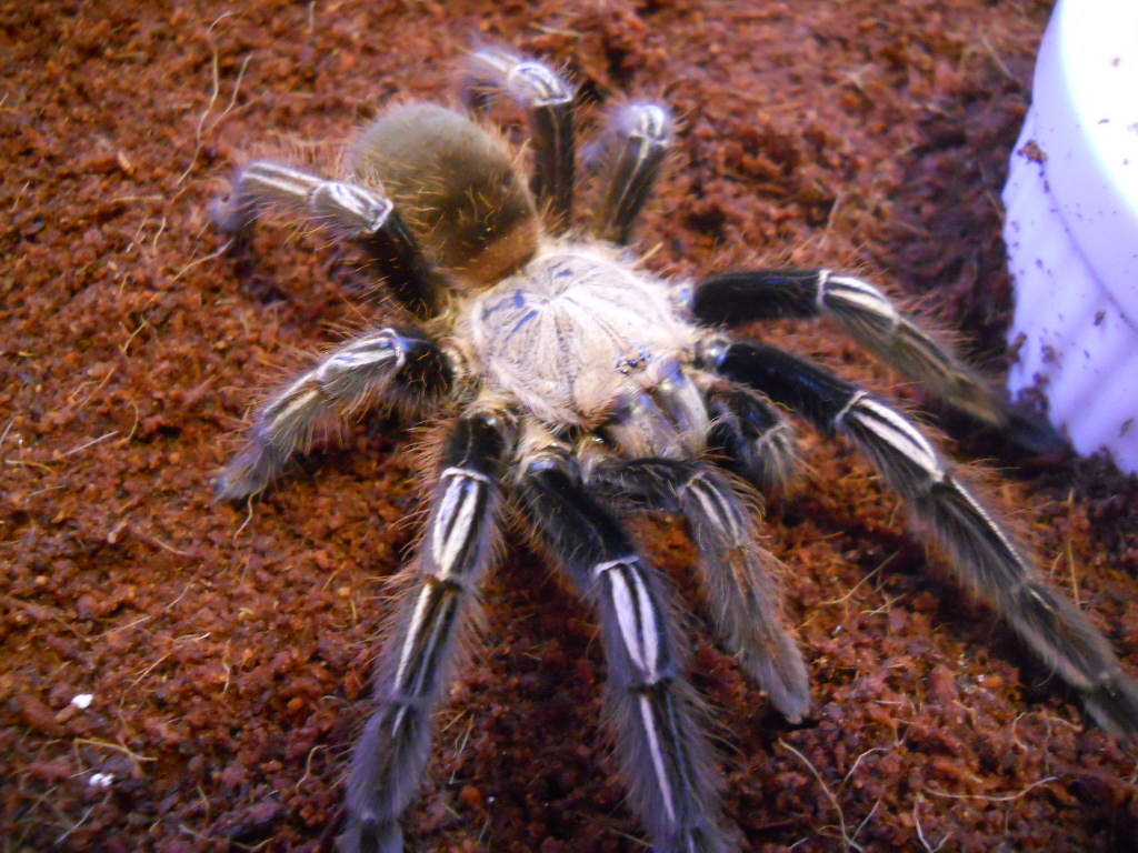 E. murinus