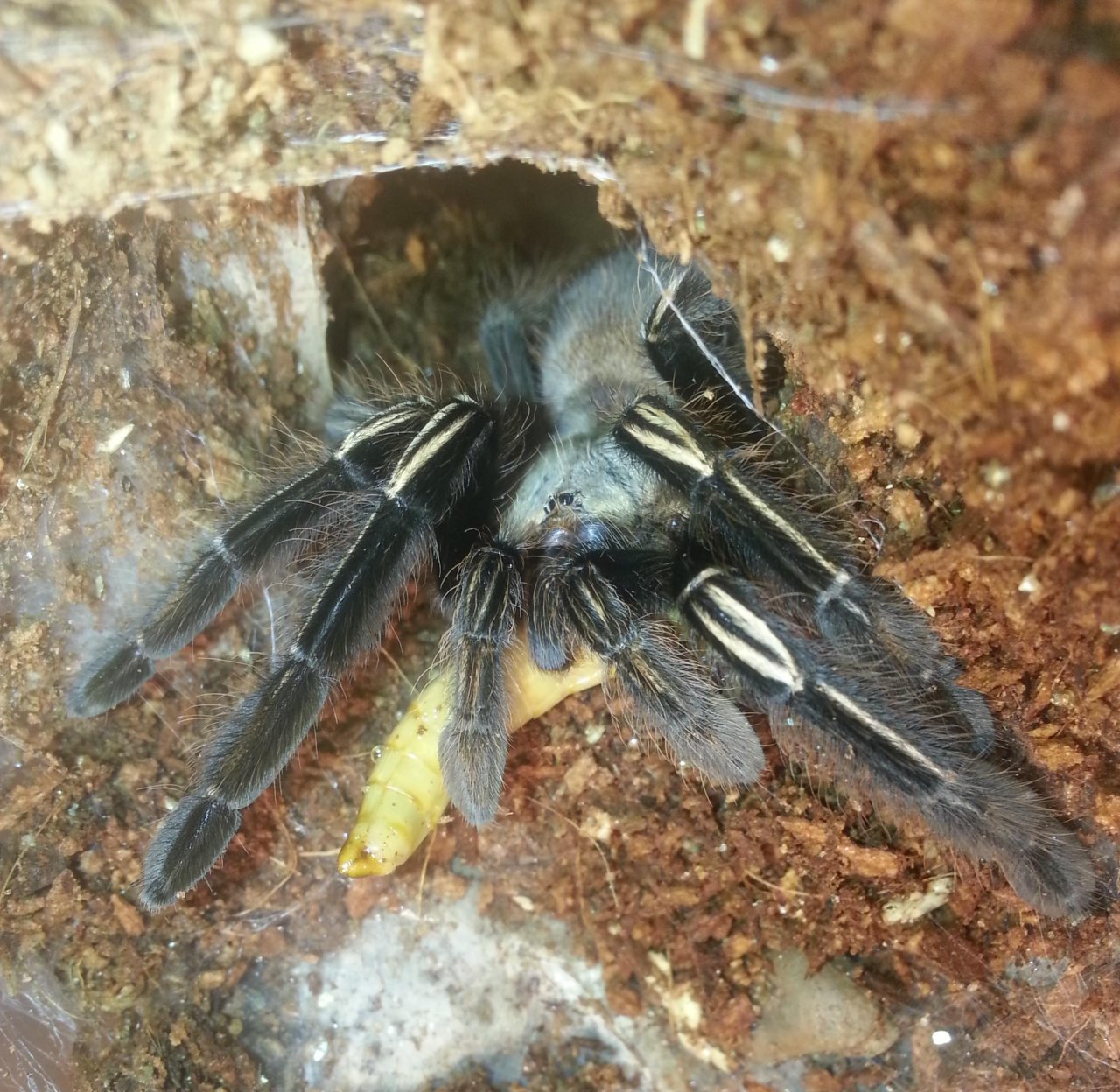 E. murinus