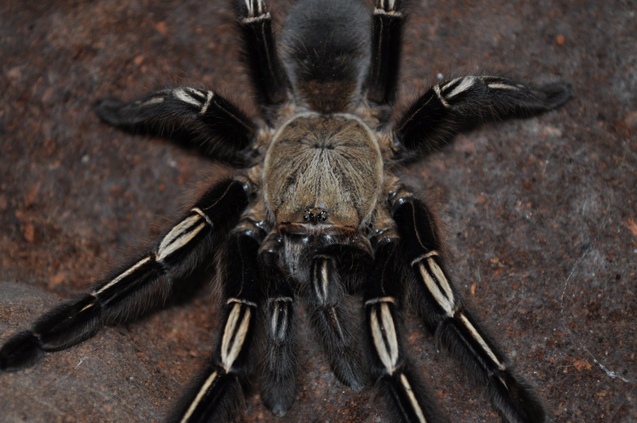 E. murinus