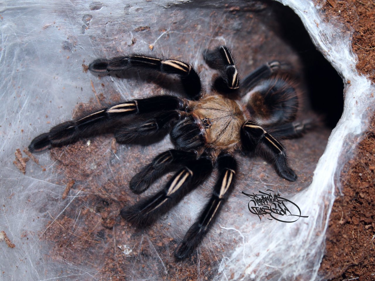 E. murinus