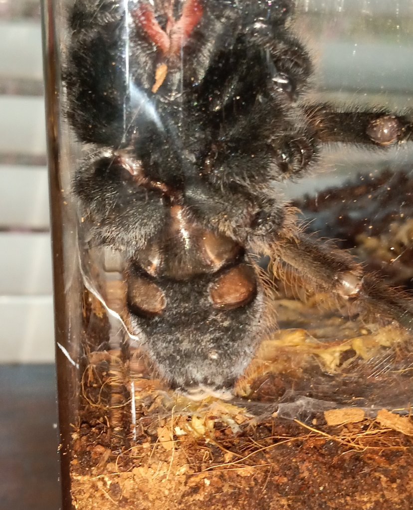 E. Murinus