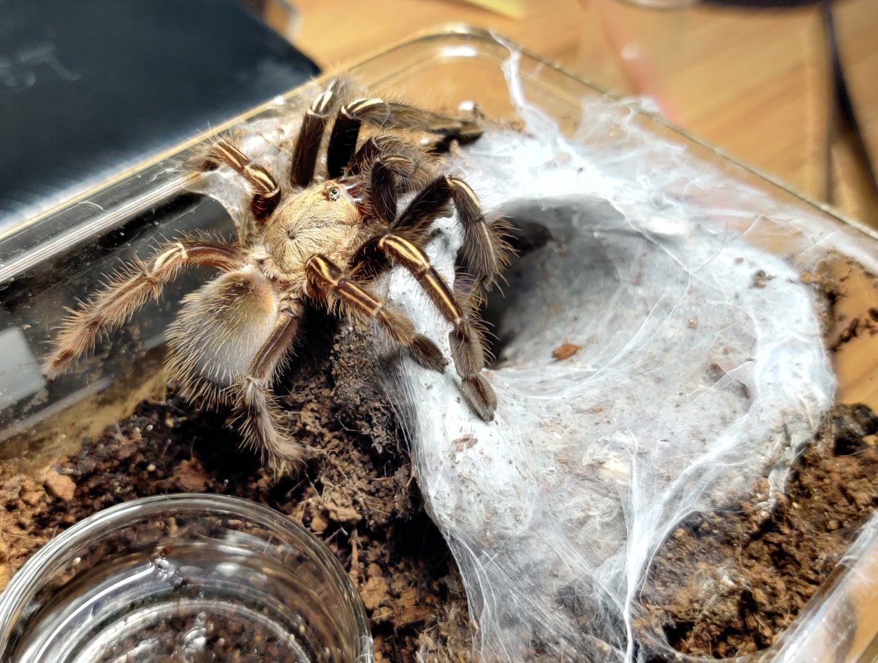 E. murinus