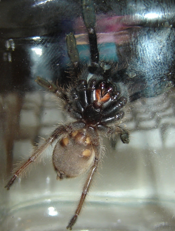 E.murinus