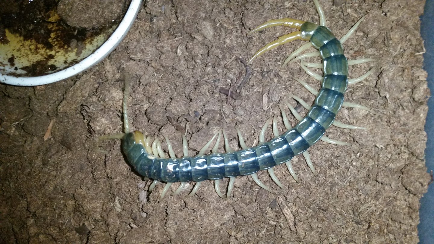 E.Rubripes freshly molted