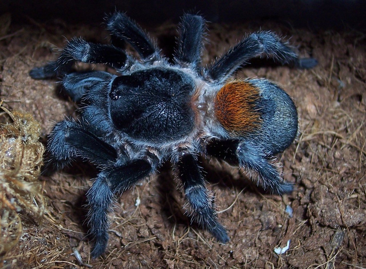 E. sp. Red, Adult Female eating 2 of 2.