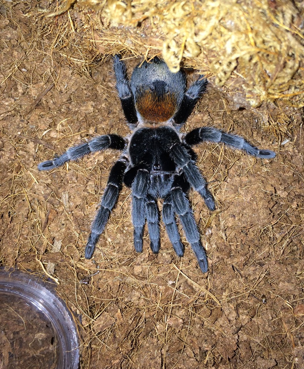 E. sp. Red, Adult Female- Recent Molt