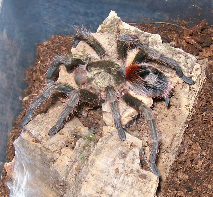 E. truculentus [pet trade ID]