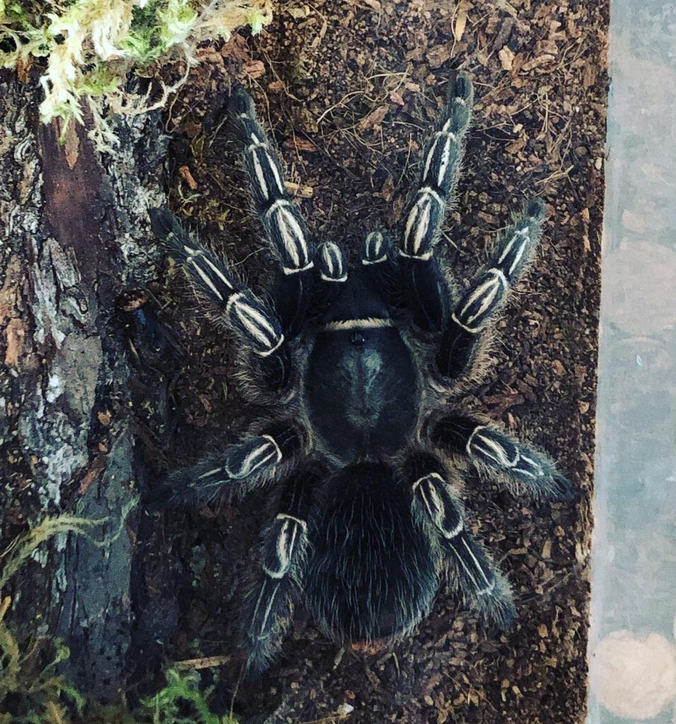 Earl, the Aphonopelma Seemanni