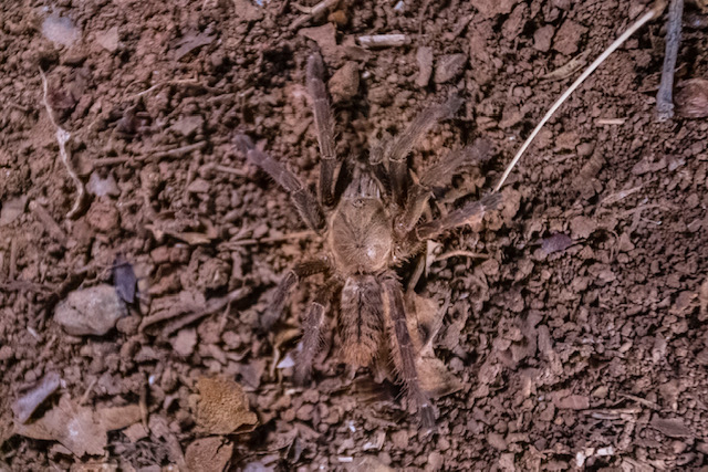 earth tiger tarantula