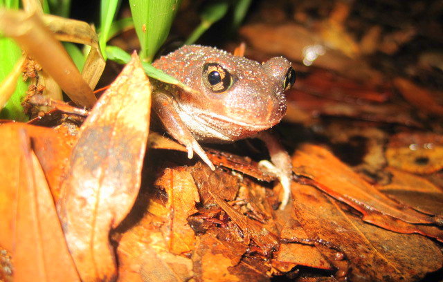 Eastern Spadefood Toad (scaphiopus Holbrookii)