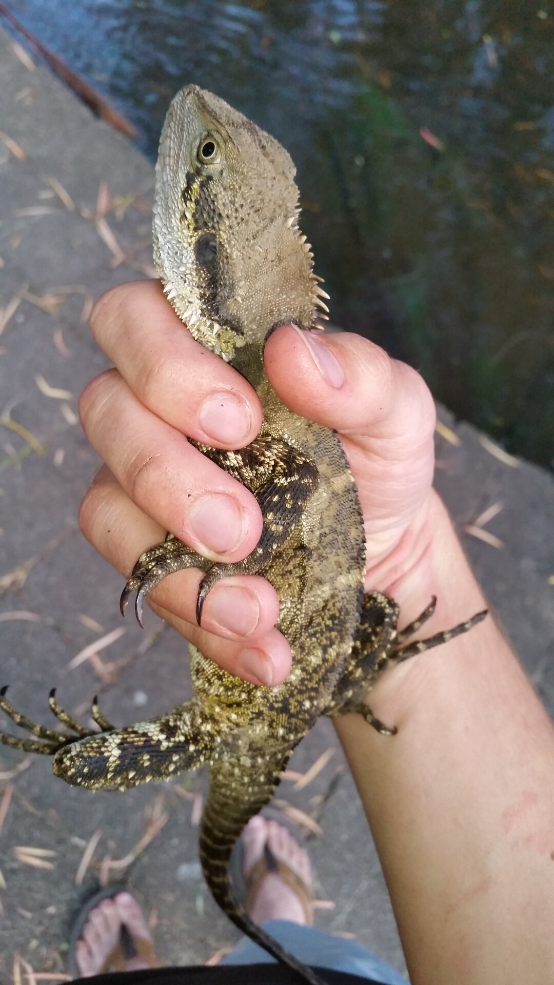 Eastern water dragon