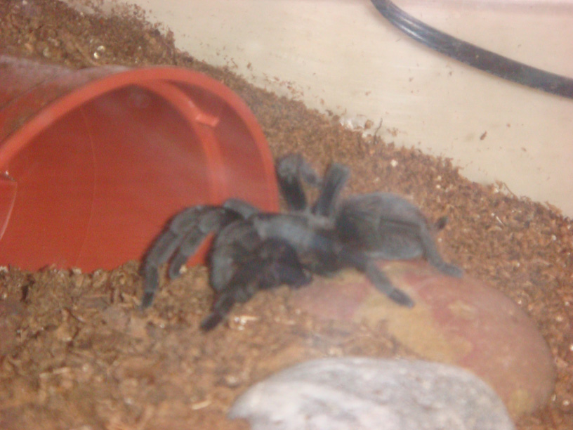 Ebony after molting August 09