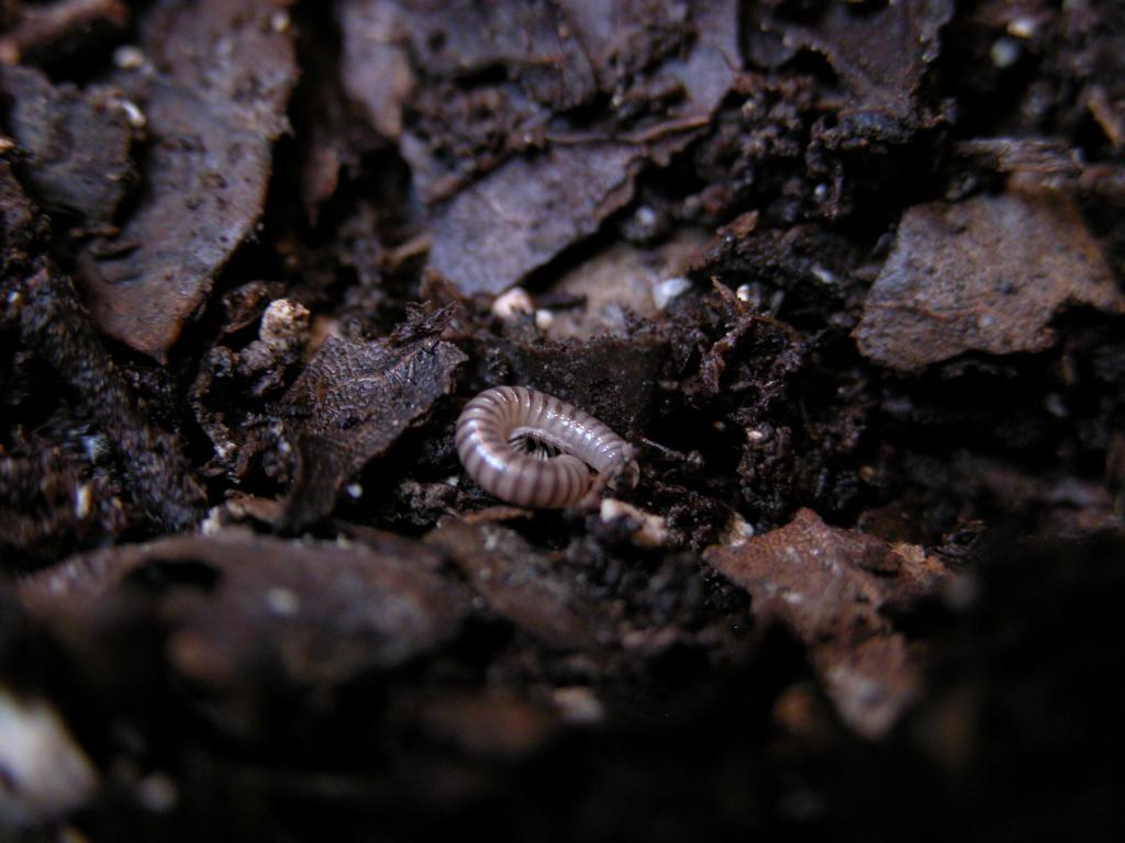 Ebony millipede babiy2