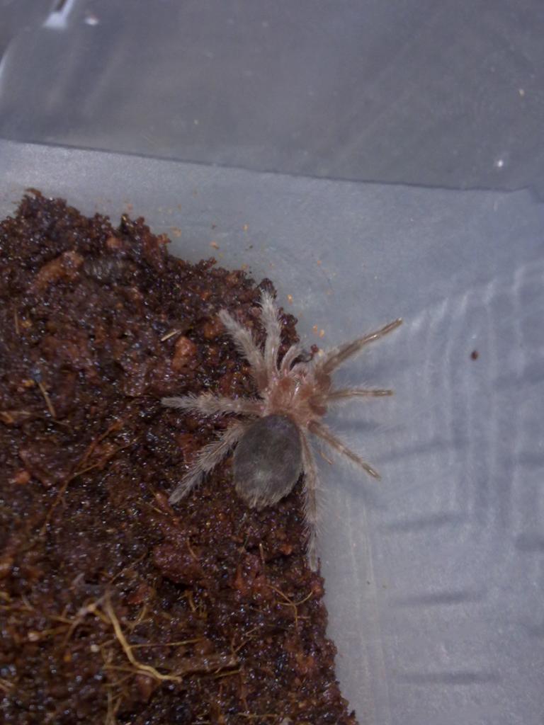 Ebony The New G.pulchra