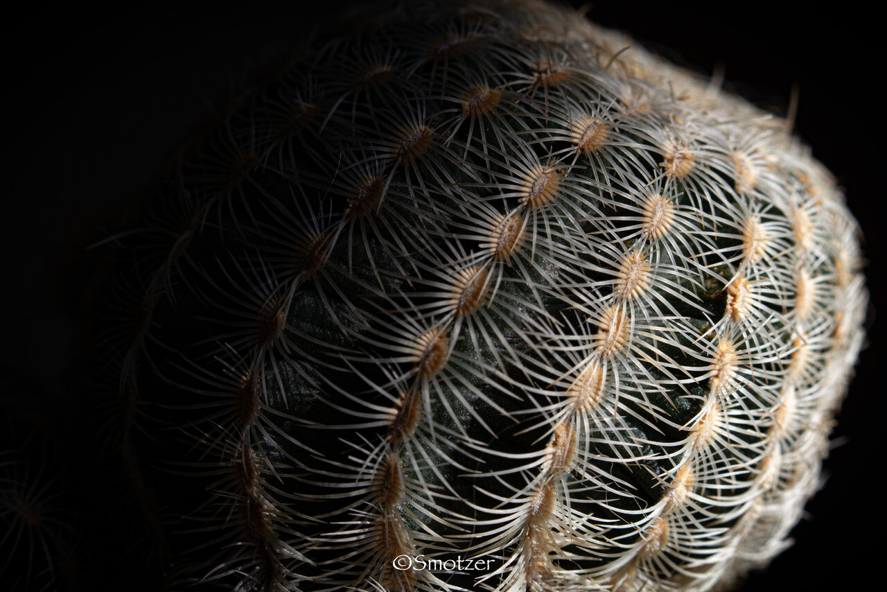 Echinocereus reichenbachii