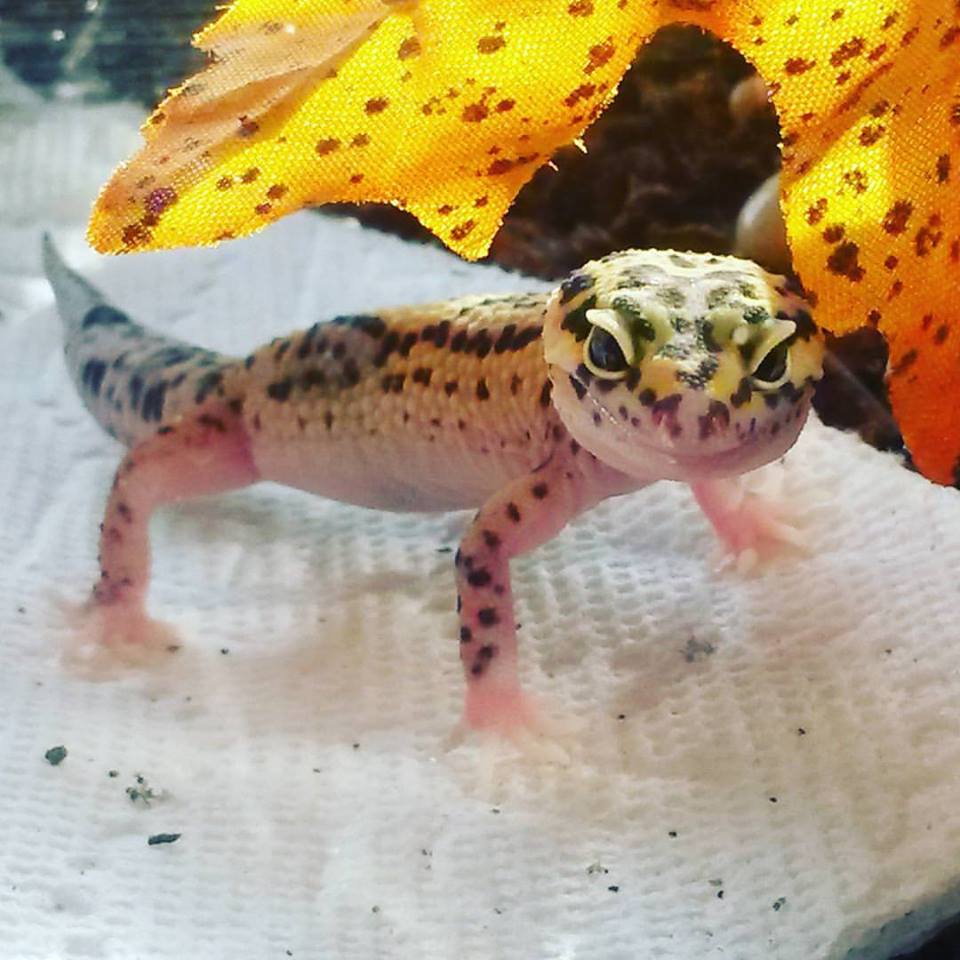 Eclipse Het Tremper Albino Leo