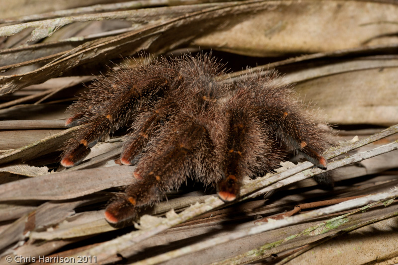 Ecuadorian Avicularia, side view