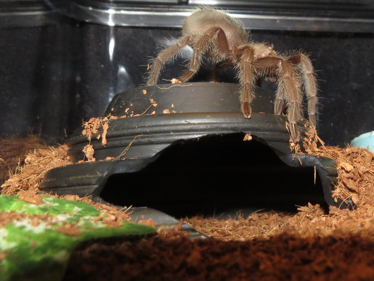 Eek, a Spider! (♀ Grammostola pulchra)