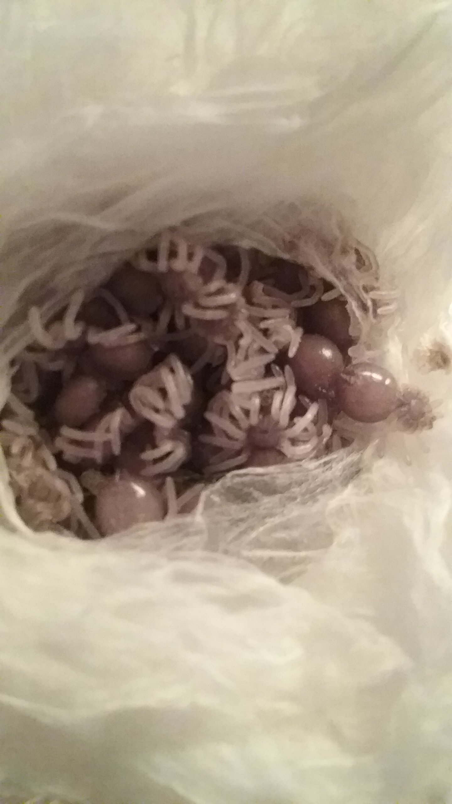 egg sac day
