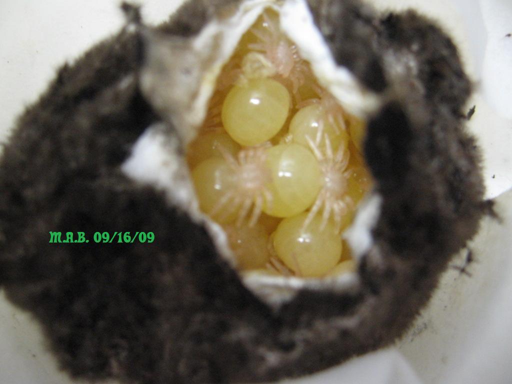 eggs with legs. megaphobema velvetosoma