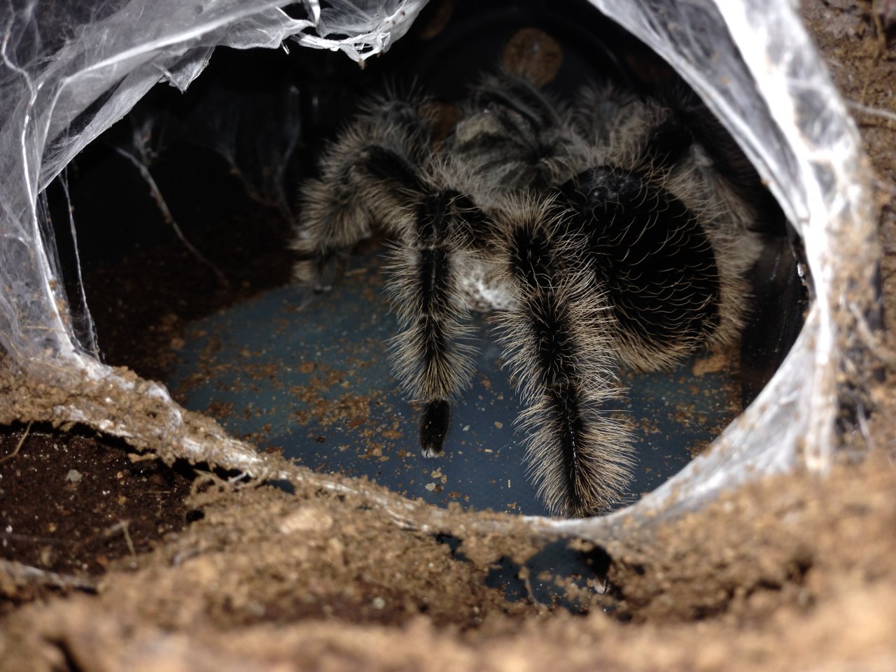 Eggsac B. albopilosum (Nicaragua)