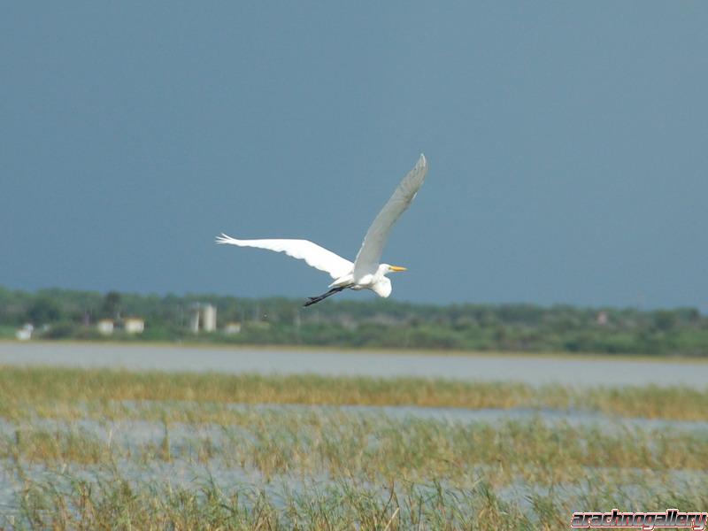 Egret