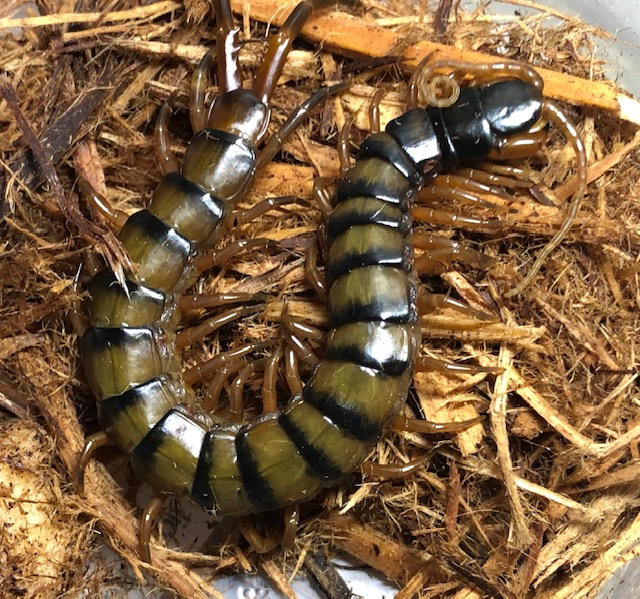 Egyptian Centipede