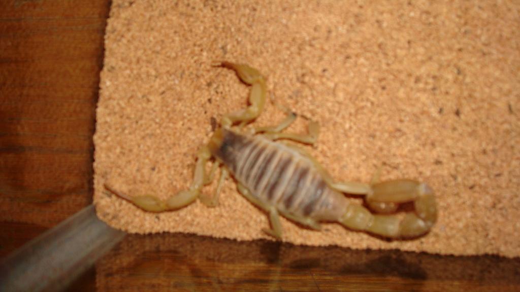 egyptian hairy scorpion