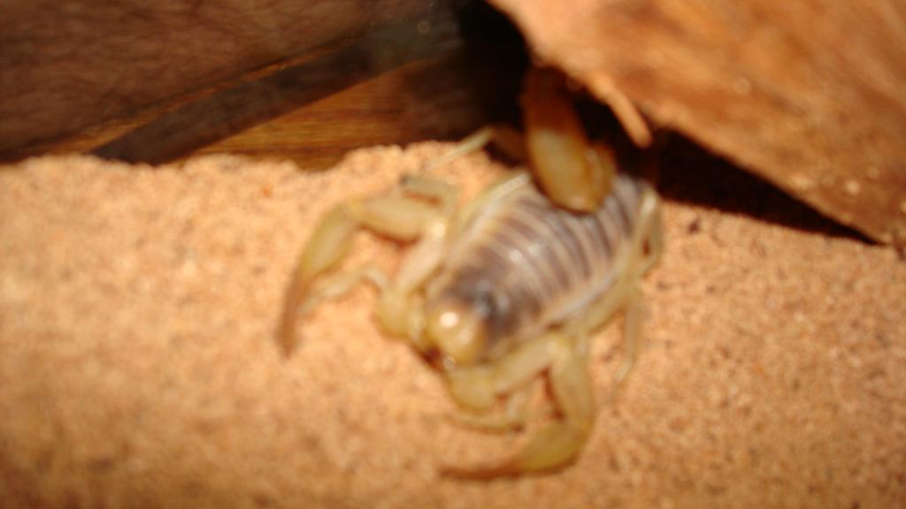 egyptian hairy scorpion