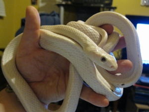 Elaphe Obsoleta Lindheimeri (leucistic)