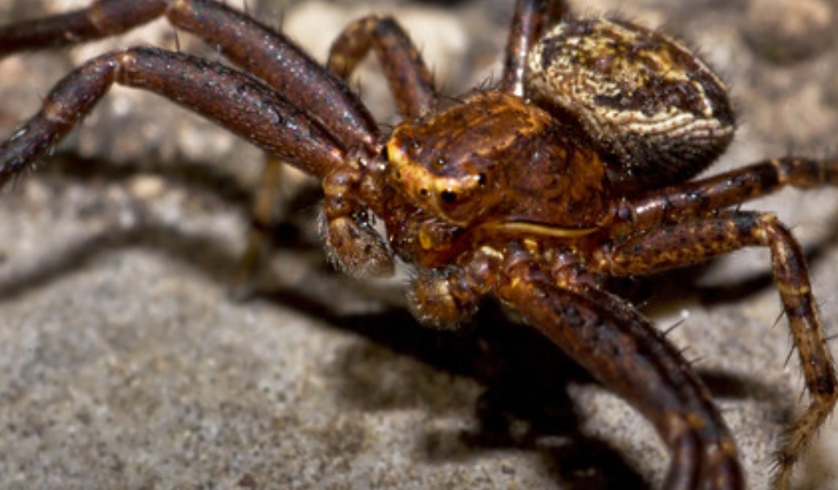 Elegant Crab Spider