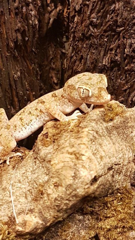 Elegant Sand Gecko