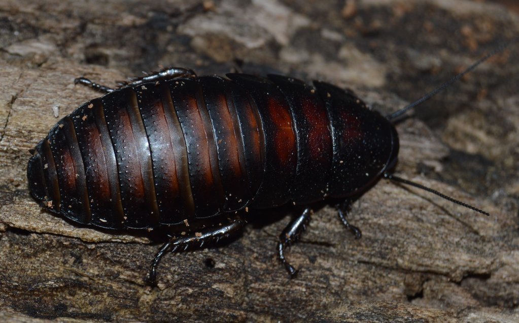 Elliptorhina laevigata Nymph