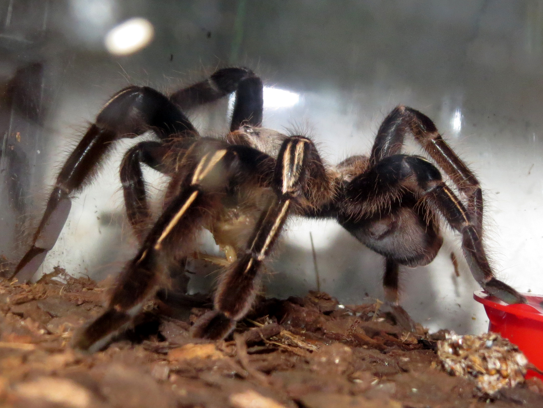 Elusive Predator (♀ Ephebopus murinus 3.75")