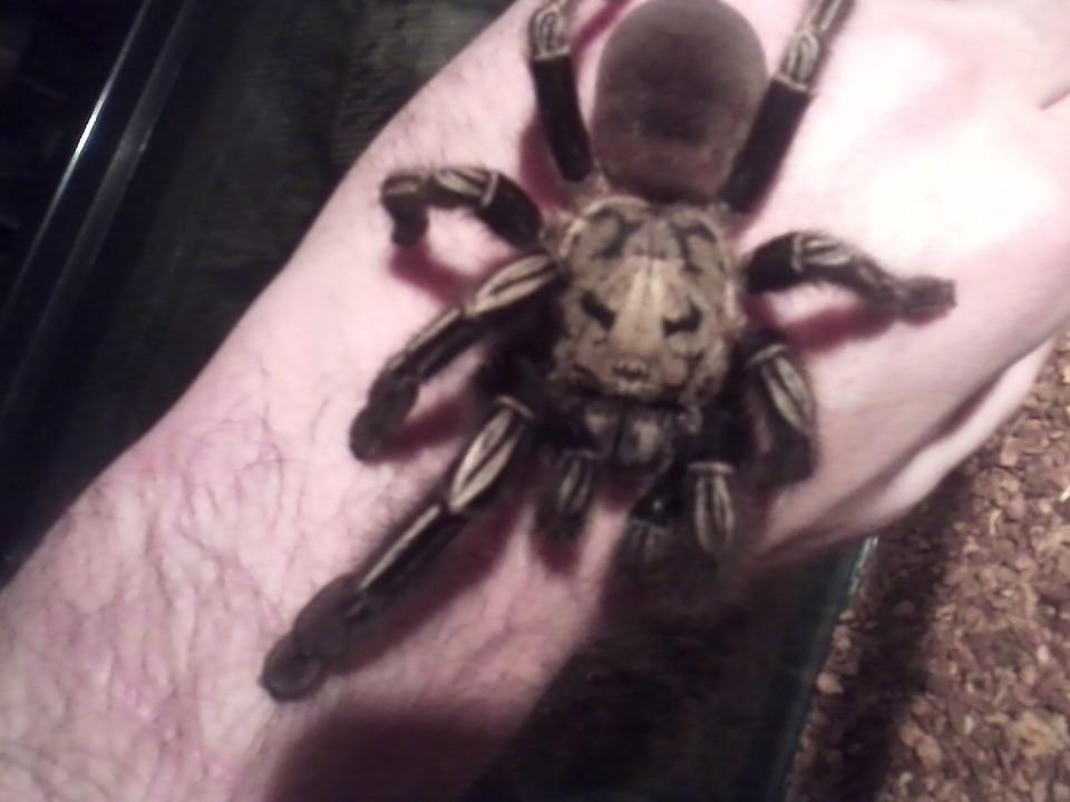 ELVIRA - female skeloton