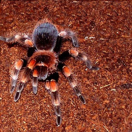 Ember, B. smithi