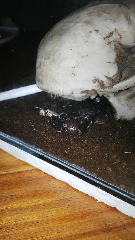 Emperor scorpion Chowing