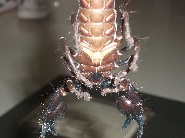 Emperor Scorpion (vietnamese)