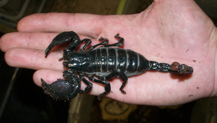 Emperor Scorpion